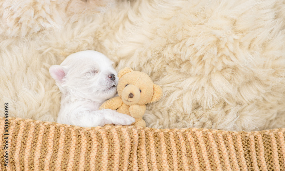 Newborn lapdog puppy sleeps under white blanket on a bed at home and hugs favorite toy bear before bedtime. Top down view. Empty space for text Newborn lapdog puppy sleeps under white blanket on a bed at home and hugs favorite toy bear before bedtime. Top down view. Empty space for text