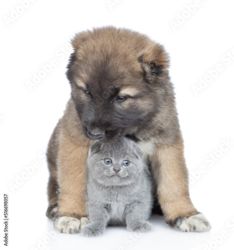 Caucasian shepherd dog puppy hugs cute kitten. isolated on white background © Ermolaev Alexandr