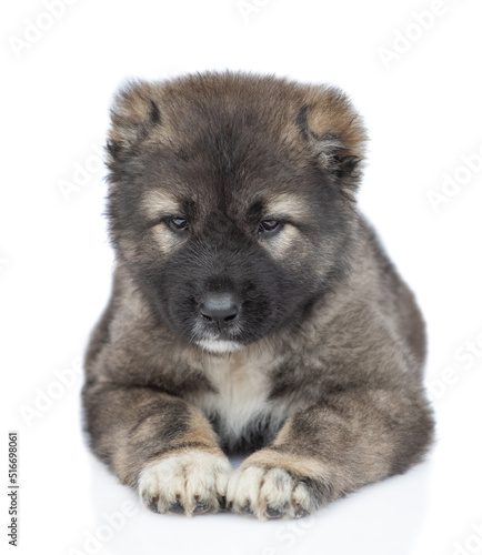 Caucasian shepherd dog puppy lying in front view. Isolated on white background
