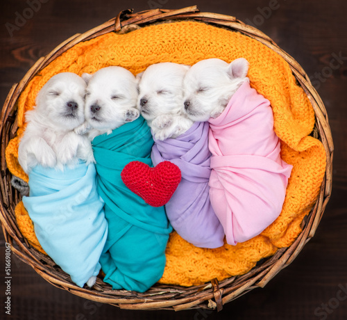 Tiny newborn white lapdog puppies wrapped like a babies sleep inside basket with red heart. Top down view photo