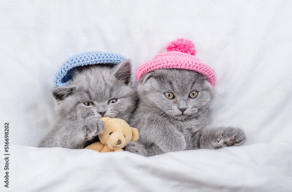 Two playful kittens wearing warm knitted hats lying with toy bear together on a bed under warm white blanket at home.  Top down view