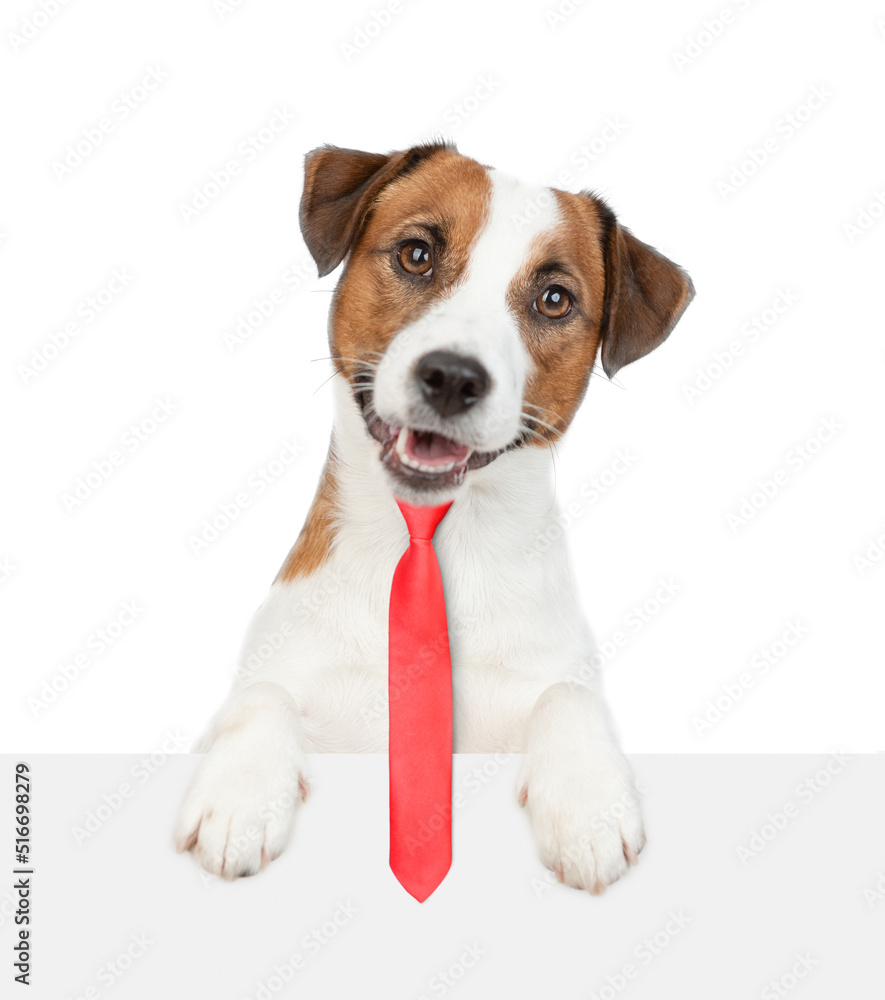 Smart Jack russell terrier puppy wearing necktie looks above empty white banner. isolated on white background