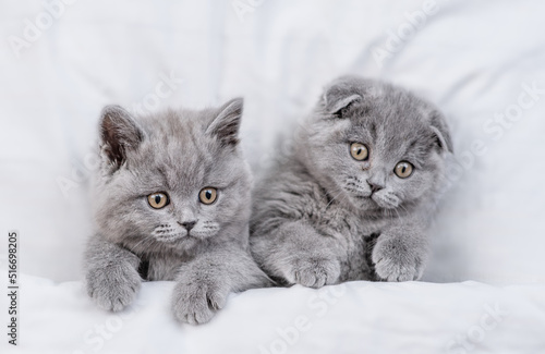 Two cute kittens lying together on a bed under warm white blanket at home. Top down view