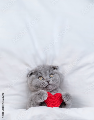 Cute fold kitten hugs red heart on a bed under warm white blanket and looks up on empty space. Valentines day concept. Top down view