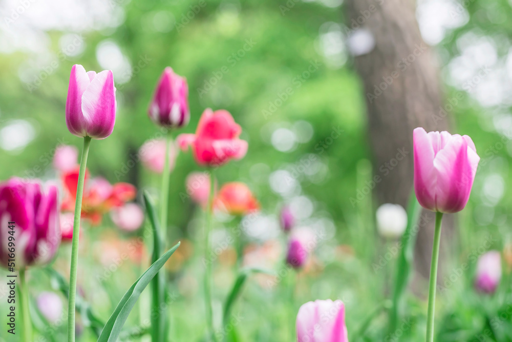 Beautiful colorful pink tulip background photo Beautiful colorful pink tulip background photo