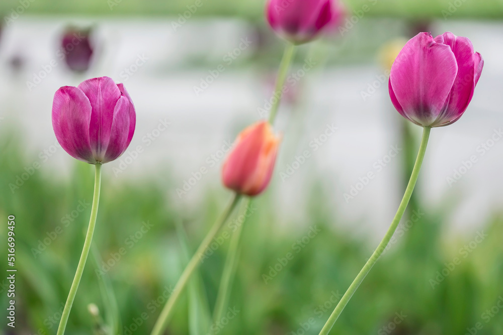 Beautiful colorful purple tulip background photo Beautiful colorful purple tulip background photo