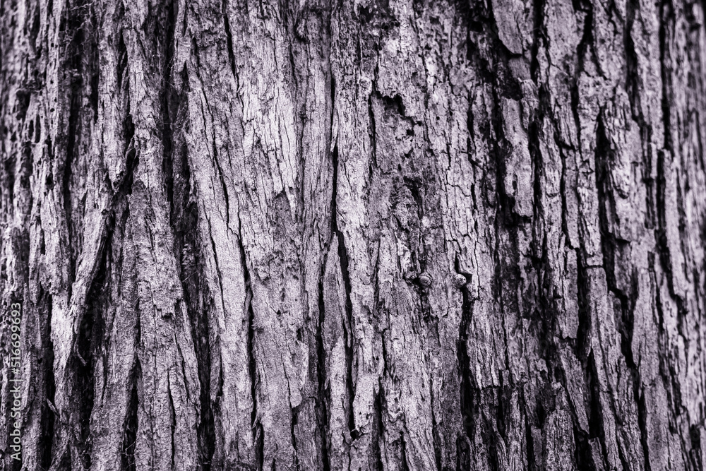 Tree Bark_Black and White Tree Bark_Black and White