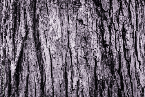 Tree Bark_Black and White