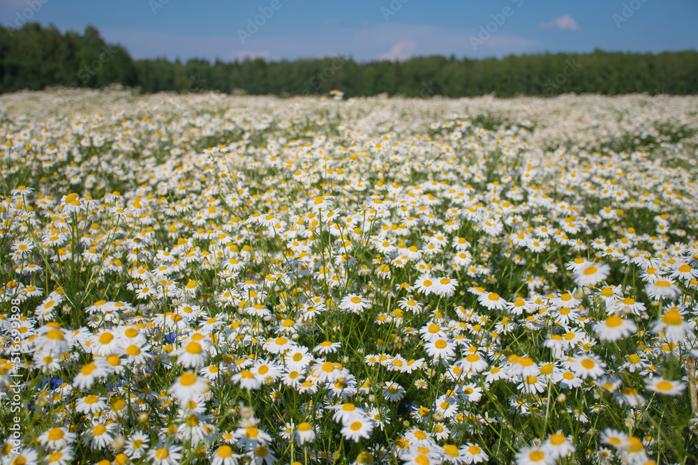 Beautiful chamomile field: many small white flowers chamomile on a sunny summer day, medicinal plant, aromatherapy, cultivation of culture, daisy background, selective focus