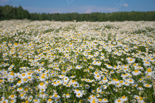 Beautiful chamomile field: many small white flowers chamomile on a sunny summer day, medicinal plant, aromatherapy, cultivation of culture, daisy background, selective focus