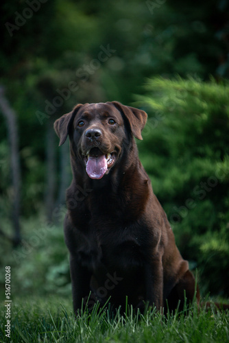 Brown labrador in the park