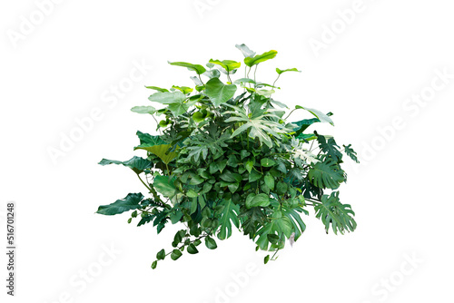 monstera jungle plant isolated include clipping path