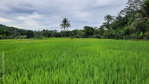 The view of the rice fields that are still green, and the sky is cloudy 07