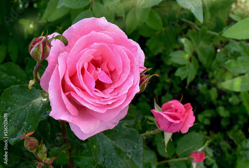 pink roses in garden