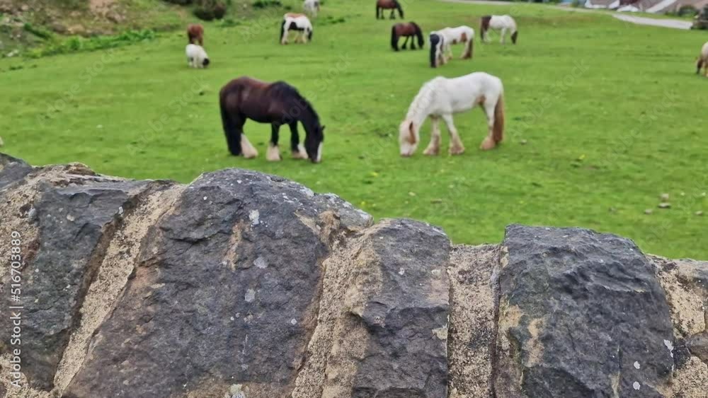 Pony horses gazing in a field in England
Pony horses gazing in a field in England