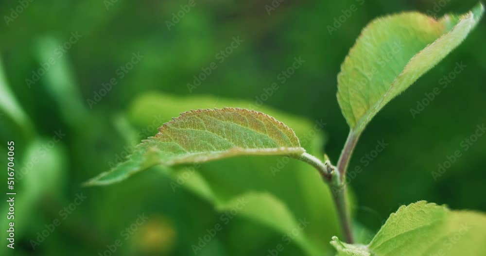 Spring leaves. Green foliage. Nature harmony. Plant growth. Closeup of apple tree twig on blur sun rays bokeh light background shot on RED Cinema camera. Spring leaves. Green foliage. Nature harmony. Plant growth. Closeup of apple tree twig on blur sun rays bokeh light background shot on RED Cinema camera.