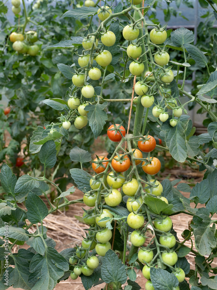 ミニトマトの栽培