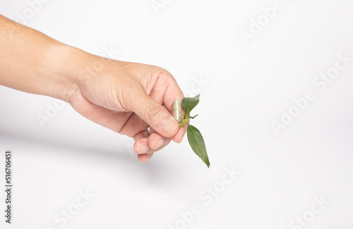 hand hole Green chiretta herbal capsule medicine, and fresh leaves on white background photo