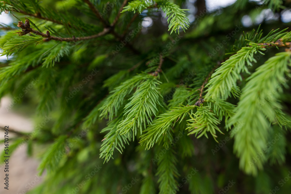 sprouts of a new spruce, close-up. Fir branches as background. sprouts of a new spruce, close-up. Fir branches as background.