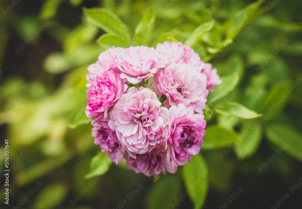 Beautiful pink rose in garden. summertime floral for background. roses for valentine day. Beautiful pink rose in garden. summertime floral for background. roses for valentine day.