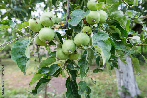  apples on a branch