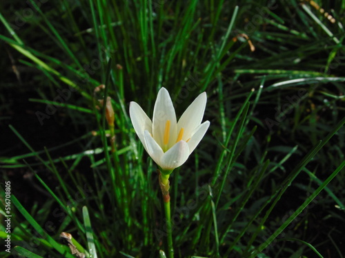 maybe it's little lily..or crocus?