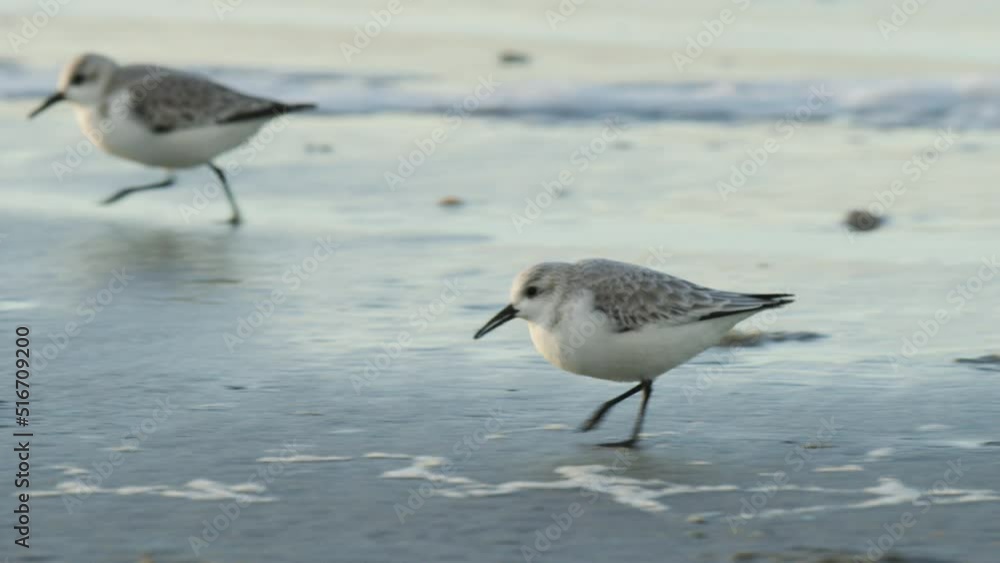 Calidris alba running on sandy wet coastline beach, follow view Calidris alba running on sandy wet coastline beach, follow view