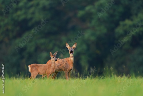 Fototapeta Naklejka Na Ścianę i Meble -  european roe deer family, capreolus capreolus, czech republic. Doe with a fawn. 