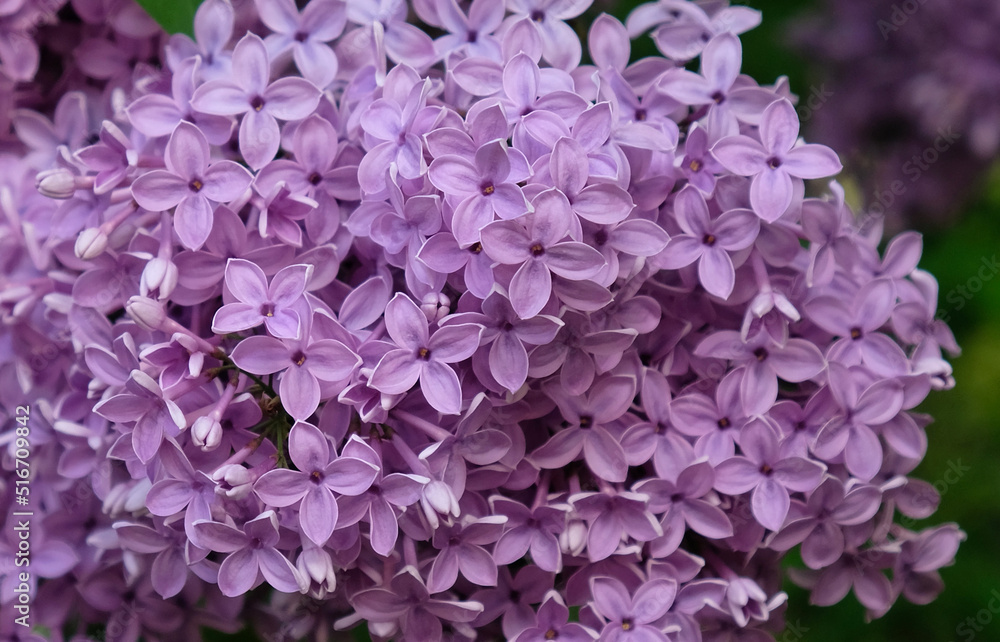 Beautiful blooming varietal selection Syringa vulgaris. Close-up of spring lilac violet flowers, abstract soft floral background for text on a greeting card. Top view.