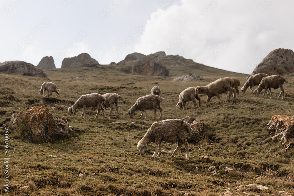 Fototapeta premium White sheep herd graze on slope of caucasian mountains in sunny golden weather. Highlands cattle breeding in Dagestan.