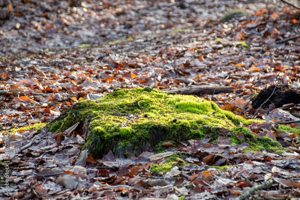 moss on the ground moss on the ground