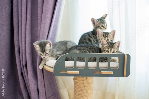 kittens