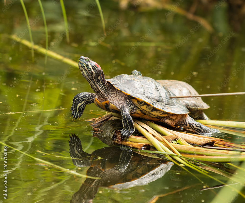 Fototapeta premium turtle at the water on vacation