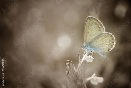 butterfly on a flower © ridho