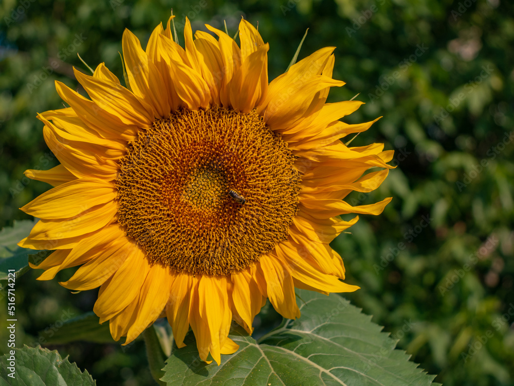 Beautiful young sunflower flower illuminated by the morning sun. Beautiful young sunflower flower illuminated by the morning sun.
