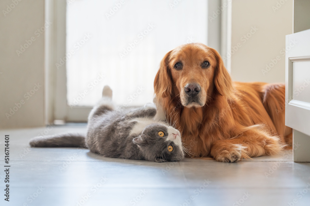 Golden Retriever and British Shorthair are friendly