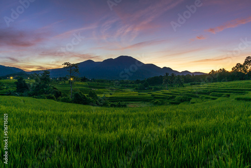 panorama of the natural beauty of asia. wide view of green and beautiful rice fields © RahmadHimawan