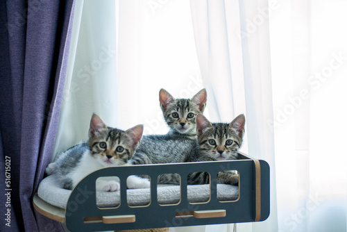 kittens