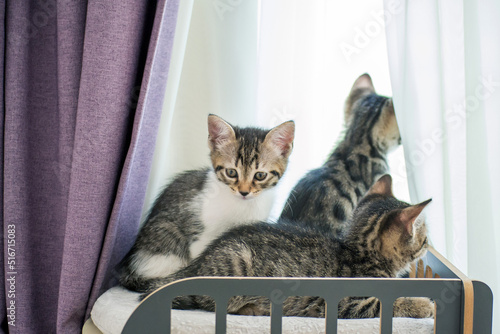 kittens