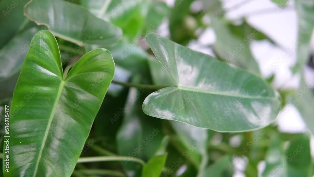 Philodendron burle-marxii. G.M.Barroso