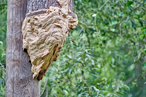 Das Nest von Hornissen ( Vespa crabro ) hat einen Specht-Nistkasten komplett in Beschlag genommen. photo