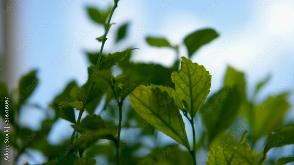 close up macro Nature bokeh plant concept close up macro Nature bokeh plant concept