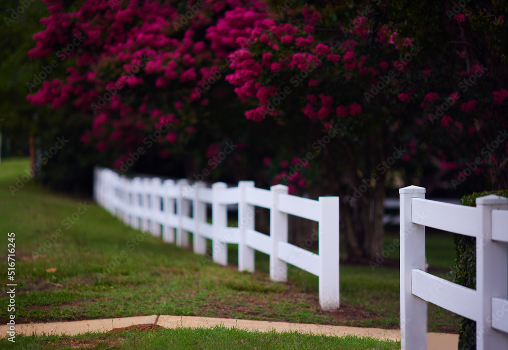 Abundant bloom of lagerstroemia trees behind the white fence on summer day. blooming Crape Myrtle shrubs Abundant bloom of lagerstroemia trees behind the white fence on summer day. blooming Crape Myrtle shrubs