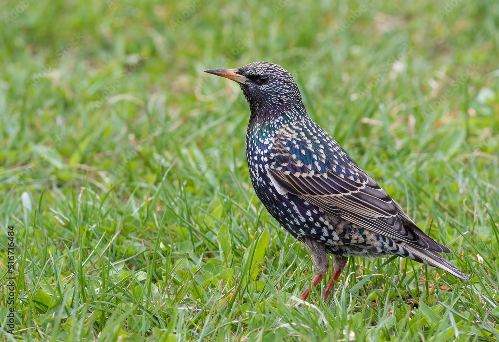 Common starling, Sturnus vulgaris. A bird walks through the grass looking for food Common starling, Sturnus vulgaris. A bird walks through the grass looking for food