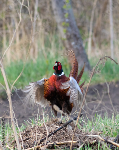 Ring-necked Pheasant  Phasianus colchicus  Common Pheasant. The male flaps his wings  sings  and makes a mating call
