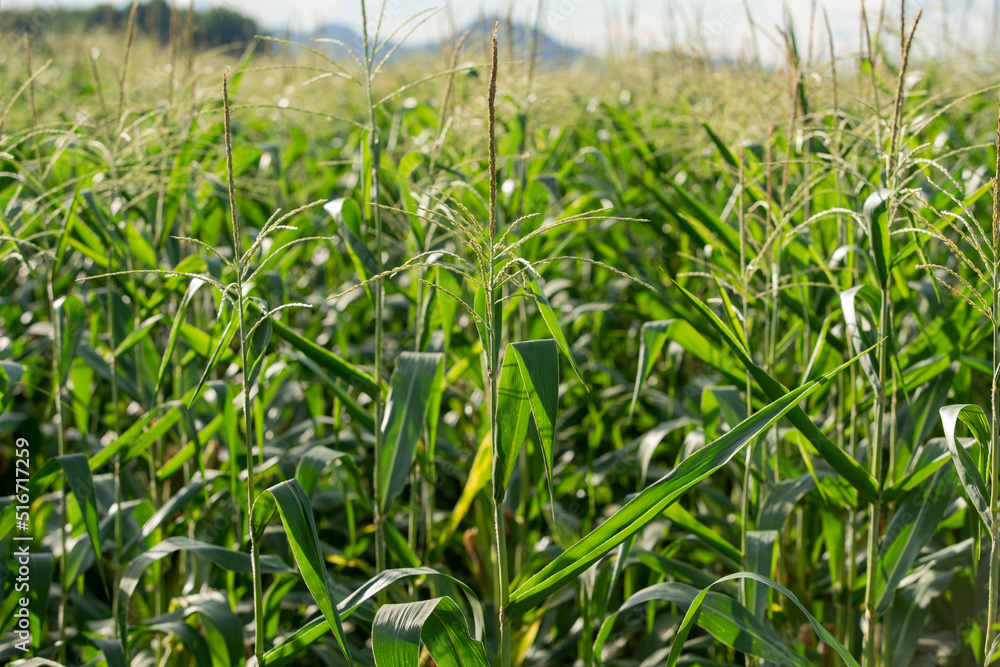 Obraz premium Corn tree on the corn field