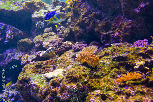 Fototapeta Naklejka Na Ścianę i Meble -  Beautiful sea water fish tank
