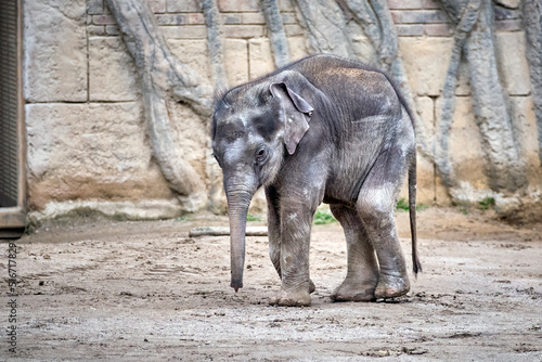 Jungbulle Kiran   Asiatischer Elefant   Elephas maximus indicus  .