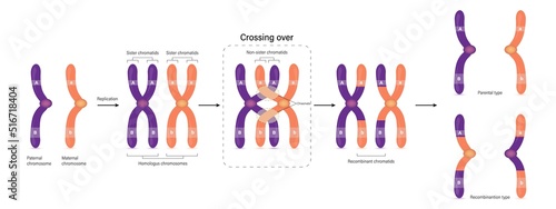 Diagram of Crossing over. Parental type and Recombination type. Genetic variation. Vector used for scientific and medical education.