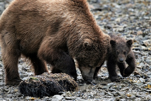 Mutter mit niedlichem,  kleinem Nachwuchs, auch Spring Cub genannt, bei der Suche nach Claim Muscheln, der Hauptnahrung in der  Zeit vor der Lachsmigration photo